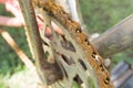 Close up of old dirty rusty bicycle chain Royalty Free Stock Photo