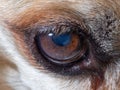 Close-up of the old dog`s watery eye. Details of the brown eye with short lashes Royalty Free Stock Photo