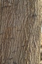 Close up Old dry tree brown bark background and texture Royalty Free Stock Photo