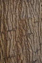 Close up Old dry tree brown bark background and texture Royalty Free Stock Photo