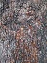 close up Old dry tree brown bark background and texture Royalty Free Stock Photo