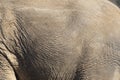 Close up of an old elephant and their wrinkly skin