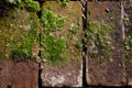 Close up an old exterior red brick background with green moss, grass or vegetation growing between the rocks with copy space. Top Royalty Free Stock Photo