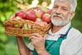 Close up of old farmer holding basket full of fresh apples. Royalty Free Stock Photo