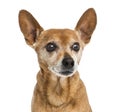 Close-up of an old German pinscher, 13 years old Royalty Free Stock Photo