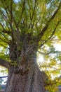 Ginkgo tree