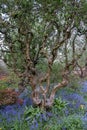 Close up of old gnarled tree trunk and colourful flowers in border outside the walled garden at Eastcote House, Hillingdon Royalty Free Stock Photo