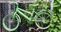 Old green bicycle painted hanging on steel fence with ivy plant