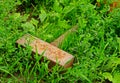 Iron hammer lies on green grass