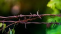 Close-up of an old iron barbed fence and a soft focus green bokeh background
