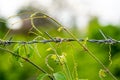 Close-up of an old iron barbed fence and a soft focus green bokeh background Royalty Free Stock Photo