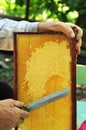 Close up of Old Man Human Hand Extracting Honey from Yellow Honeycomb Outdoor. Beekeeper Cuts Wax Off from Honeycomb Frame with Sp