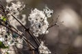 A close up of Old Man\'s Beard in the winter sunshine, with a shallow depth of field