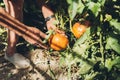 Close-up of an old man& x27;s hands about to harvest ripe tomatoes from his orchard