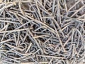 close up of old metal nails Royalty Free Stock Photo
