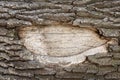 Close-up old oak tree . Debarked hole even surface of wooden body with space for text. Copyspace Royalty Free Stock Photo