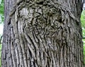 Close-up of an old oak trunk with old, healed damage Royalty Free Stock Photo