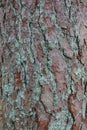 Pine Tree Bark Royalty Free Stock Photo