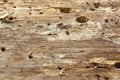 Close-up Of Old Pine Tree Rough Cross Section Background Texture
