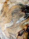 Old pine tree wooden texture. Royalty Free Stock Photo