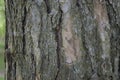 Close up of texture on trunk of a pine tree Royalty Free Stock Photo