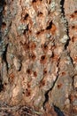 A close up of an old pine trunk with numerous holes - the traces of work done by a woodpecker