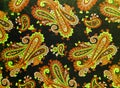 A close up of old printed paisley pattern.