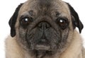 Close-up of old pug, 6 years old Royalty Free Stock Photo