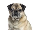 Close-up of an old Pug, 9 years old, isolated Royalty Free Stock Photo