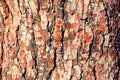 Close up of old red pine tree bark texture. Organic wood background.