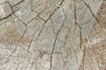 Texture of a rotten old wood, background, wallpaper. Royalty Free Stock Photo