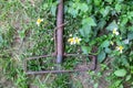 Close-up, old rusted steel a mop, has expired. Was dropped on the ground by the road in the grass Rusty old iron,