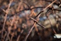 Close up old rusty barbed wire with blurred background. Royalty Free Stock Photo