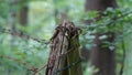 Close-up of an old rusty barbed wire fence in the forest with green background in natural light Royalty Free Stock Photo