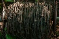 A close-up of old rusty Barbed Wire Royalty Free Stock Photo