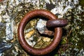 Close up of an old rusty door knocker Royalty Free Stock Photo