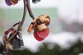 close up old rusty locks heart shaped on wire rope. Love lock on the bridge. tradition of hanging a barn lock on the