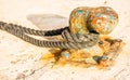 Nautical old rusty bollard at pier dock Royalty Free Stock Photo