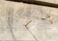 Close-up of old rusty nails sticking out of dark old boards, wood texture, vintage tone surface Royalty Free Stock Photo