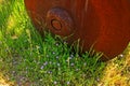 Close up of old rusty wheel with small spring wildflowers