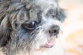 Close up old shih tzu dog face