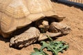 Close up of old tortoise turtle on sand hiding in shell eating greens Royalty Free Stock Photo