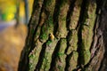 Close up an old tree bark with one yellow leaf and green moss on a background of autumn forest Royalty Free Stock Photo