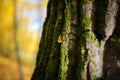 Close up an old tree bark with one yellow leaf and green moss on a background of autumn forest Royalty Free Stock Photo