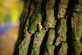 Close up an old tree bark with one yellow leaf and green moss on a background of autumn forest Royalty Free Stock Photo