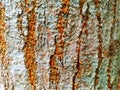 : Close-up of old tree bark texture with deep cracks and rough natural patterns. Abstract organic background. Royalty Free Stock Photo