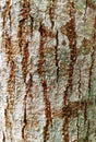 : Close-up of old tree bark texture with deep cracks and rough natural patterns. Abstract organic background. Royalty Free Stock Photo