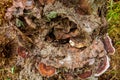 Close-Up Of Old Tree Stump Covered Moss Fungus Royalty Free Stock Photo