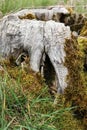 Old tree stump with moss and lichen in the meadow. Royalty Free Stock Photo