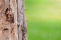 Close up old tree stumps with green grass background, Tree bark texture background Royalty Free Stock Photo